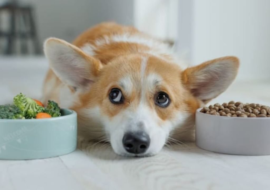 Best Dog Food for Allergies