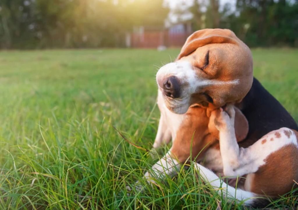 Best Dog Food for Allergies