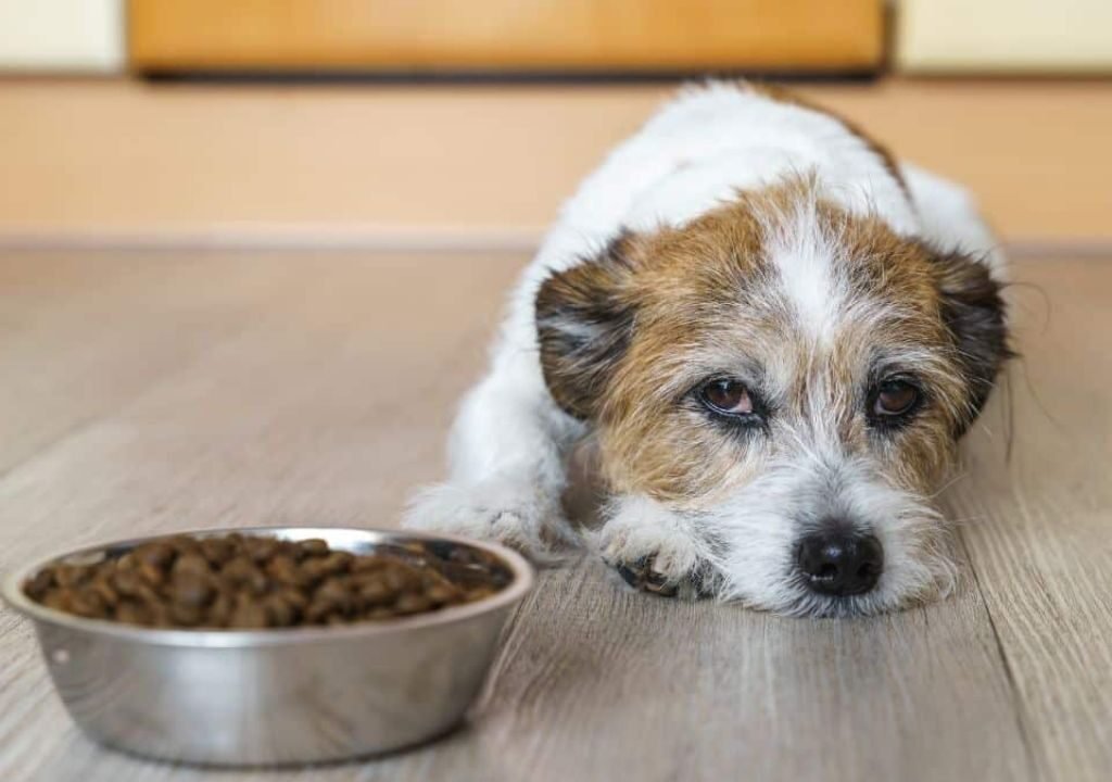 Best Dog Food for Sensitive Stomach