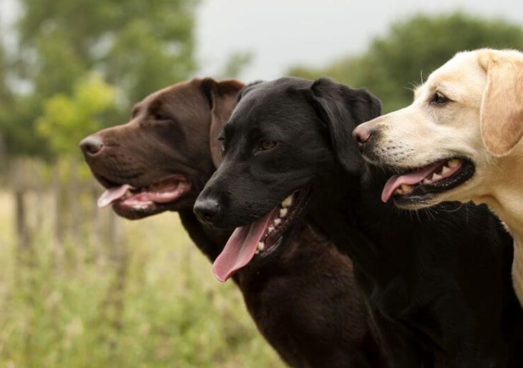 Breeds of Labrador Retrievers