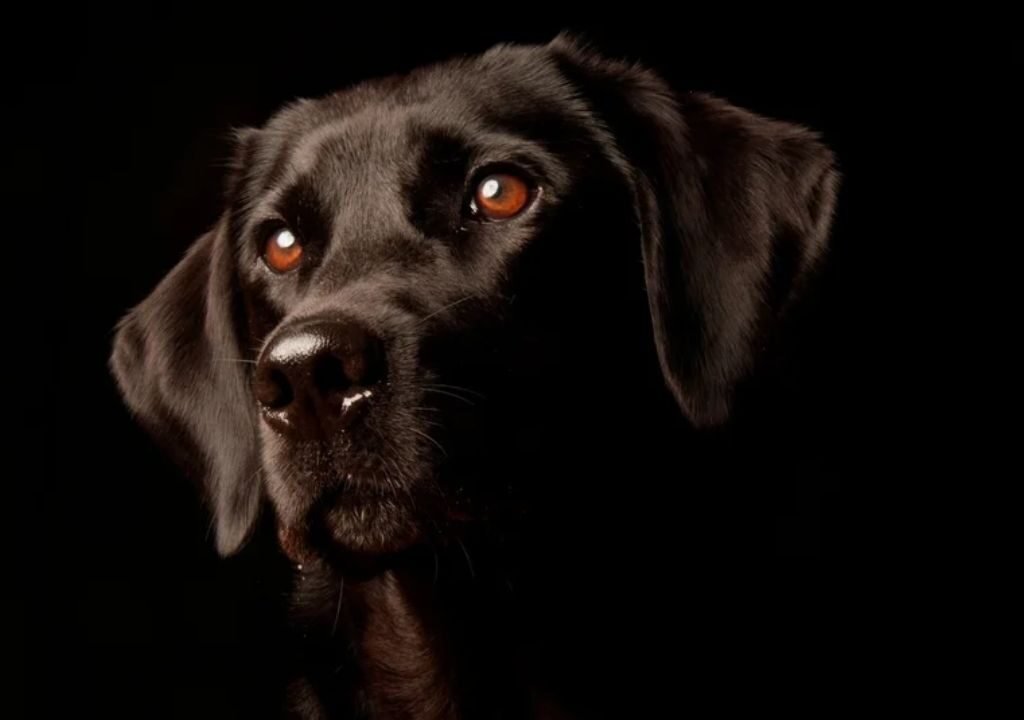 Can Dogs See in the Dark