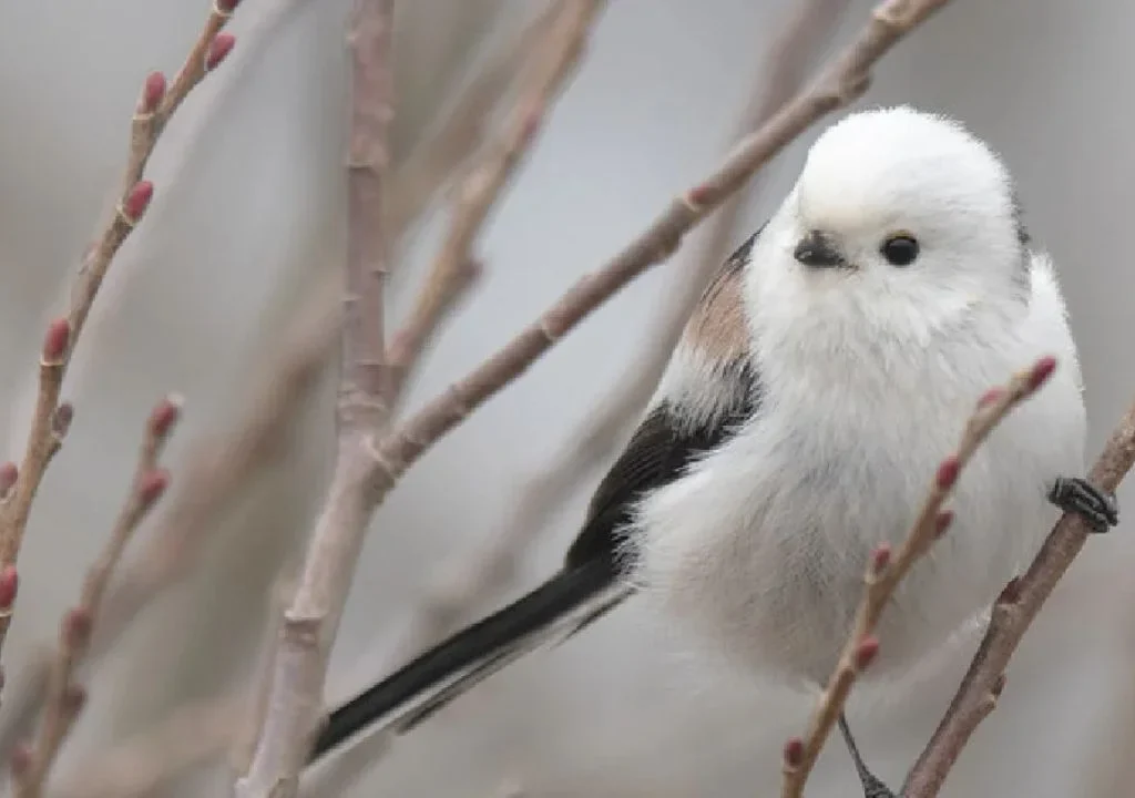 Japanese Snow Fairy Bird