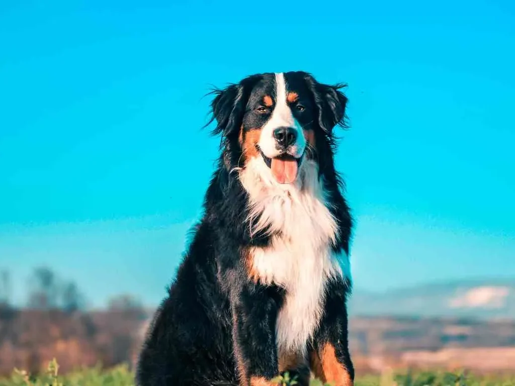 Miniature Bernese Mountain Dog