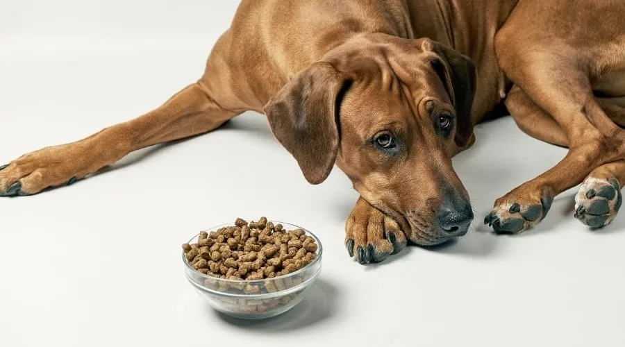 7 Best Dog Food for Rhodesian Ridgebacks