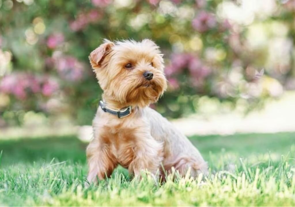 Small Canine Breeds