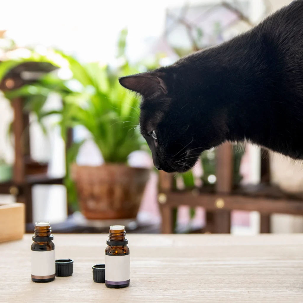 Is Peppermint Oil Safe for Cats?