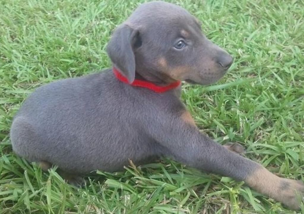 Blue Doberman Puppy
