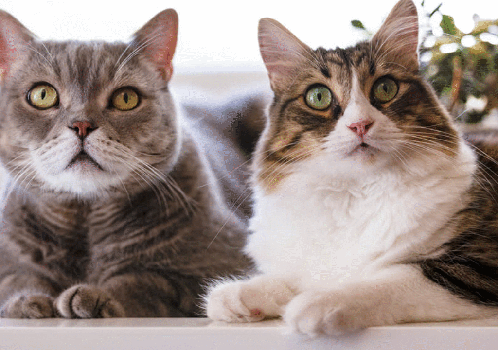 Do Male Cats Have Nipples