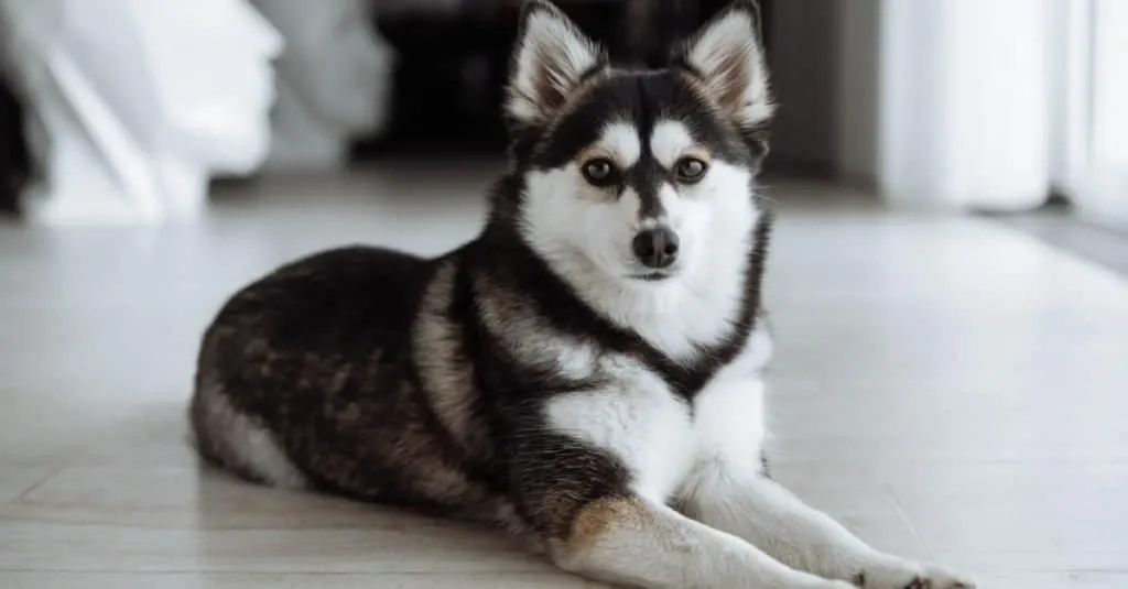 Pomsky Life Expectancy