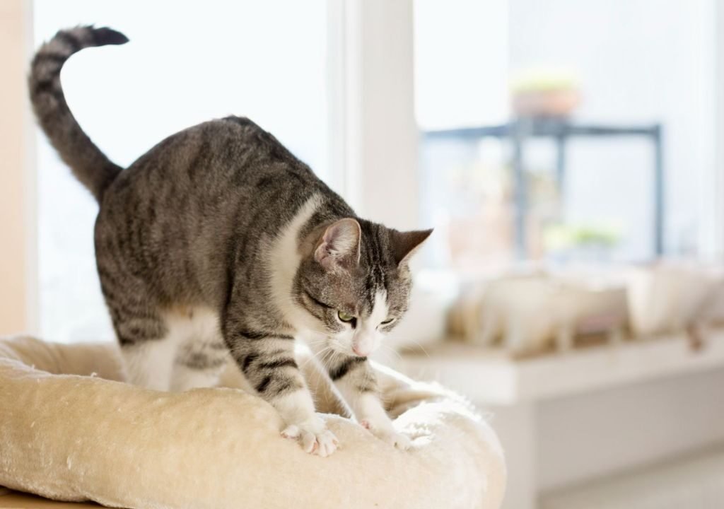 Why Do Cats Make Biscuits?