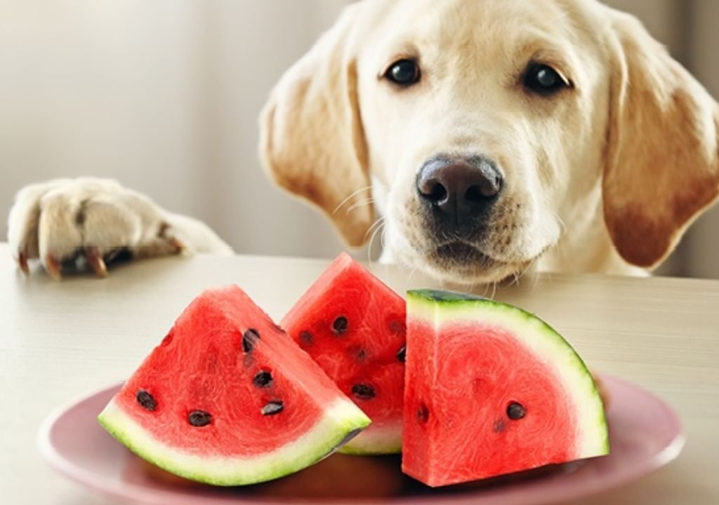 can dogs have watermelon