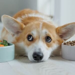 Best Dog Food for Allergies
