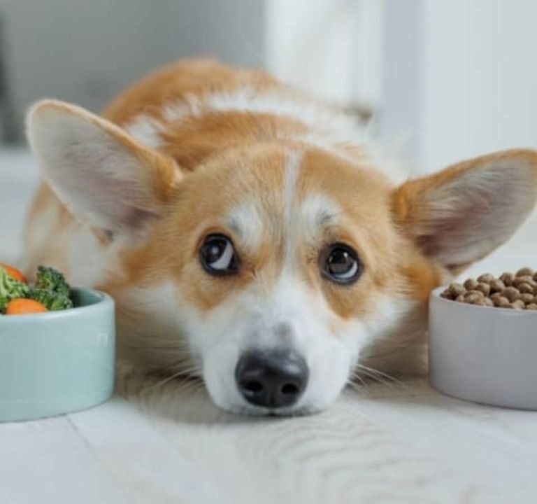 Best Dog Food for Allergies