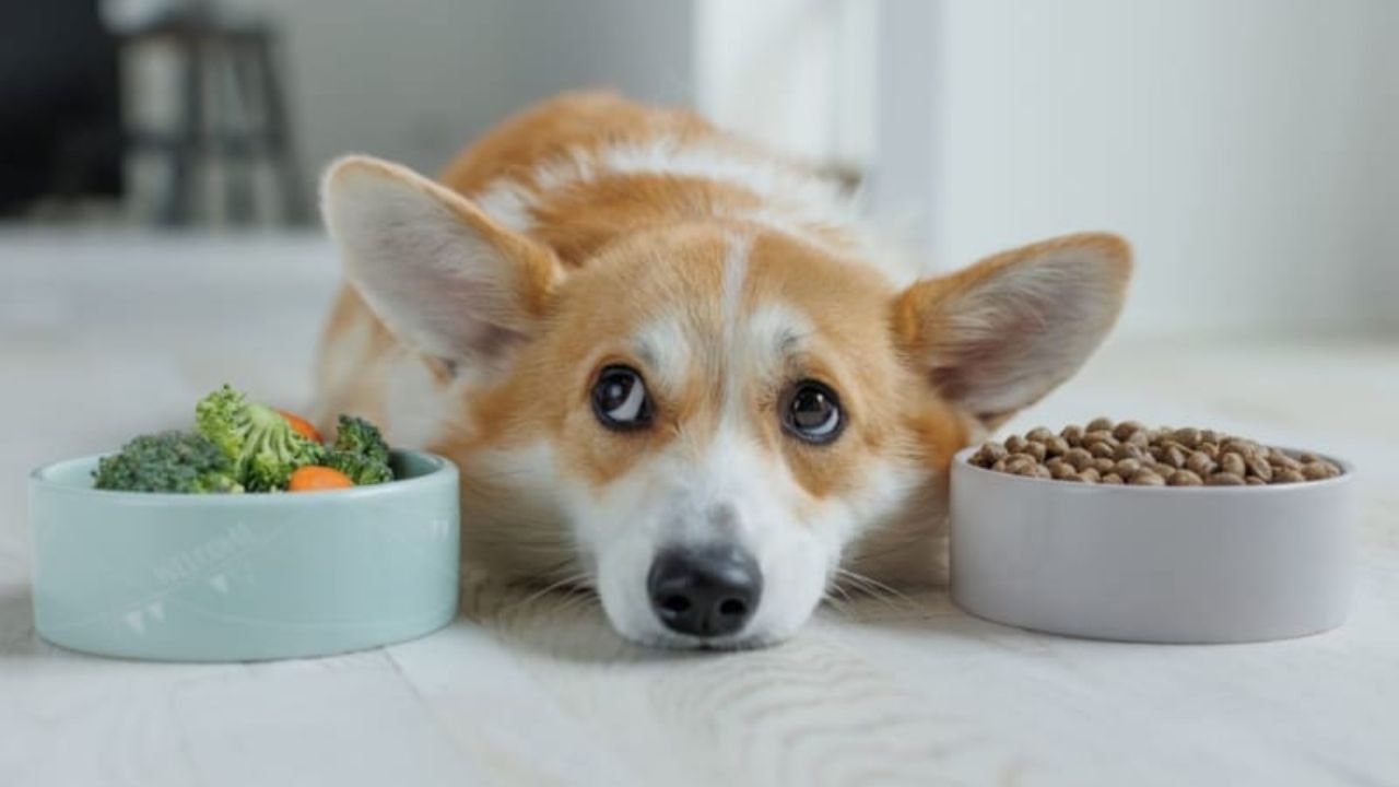 Best Dog Food for Allergies