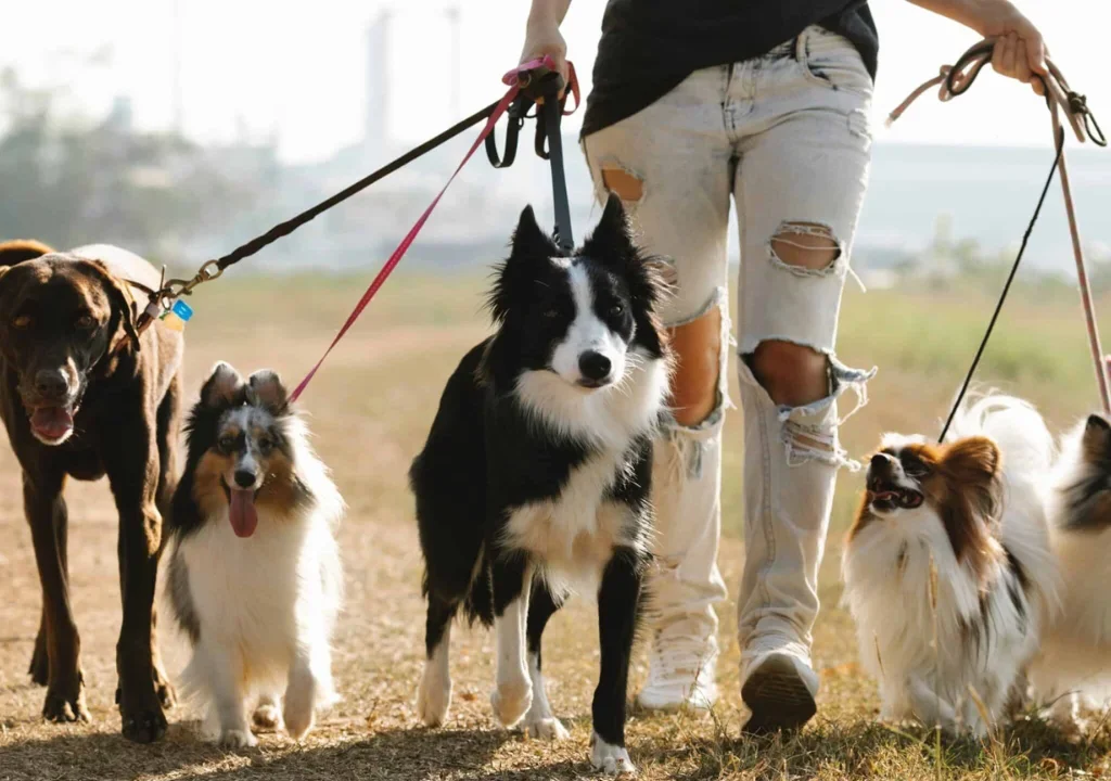 Best Dogs for Training