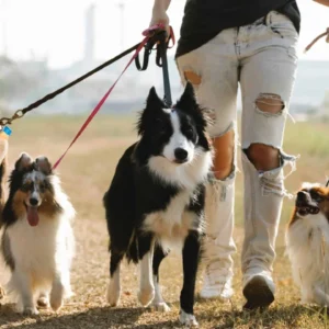 Best Dogs for Training