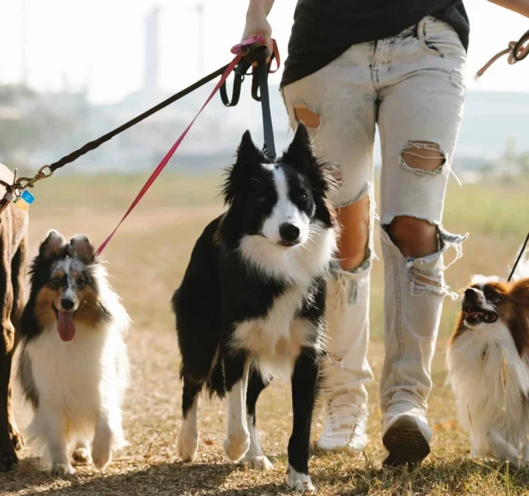 Best Dogs for Training