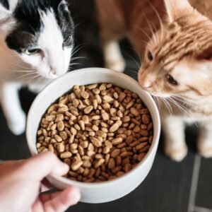 Best Dry Food for Cats in 2025