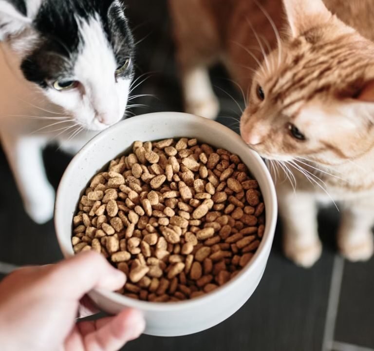 Best Dry Food for Cats in 2025