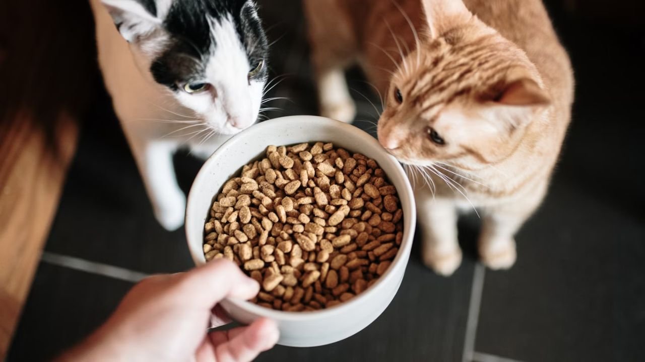 Best Dry Food for Cats in 2025