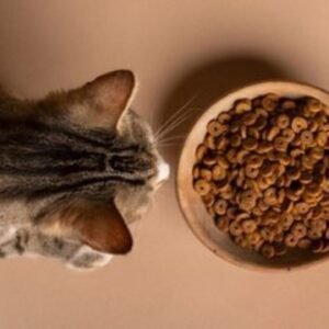 Best Wet Cat Food for Kittens 2025