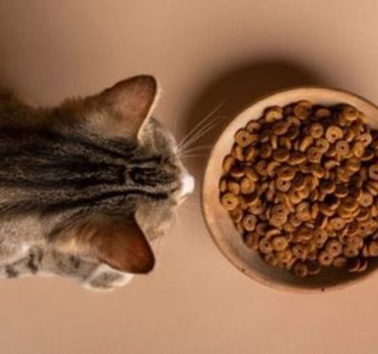 Best Wet Cat Food for Kittens 2025