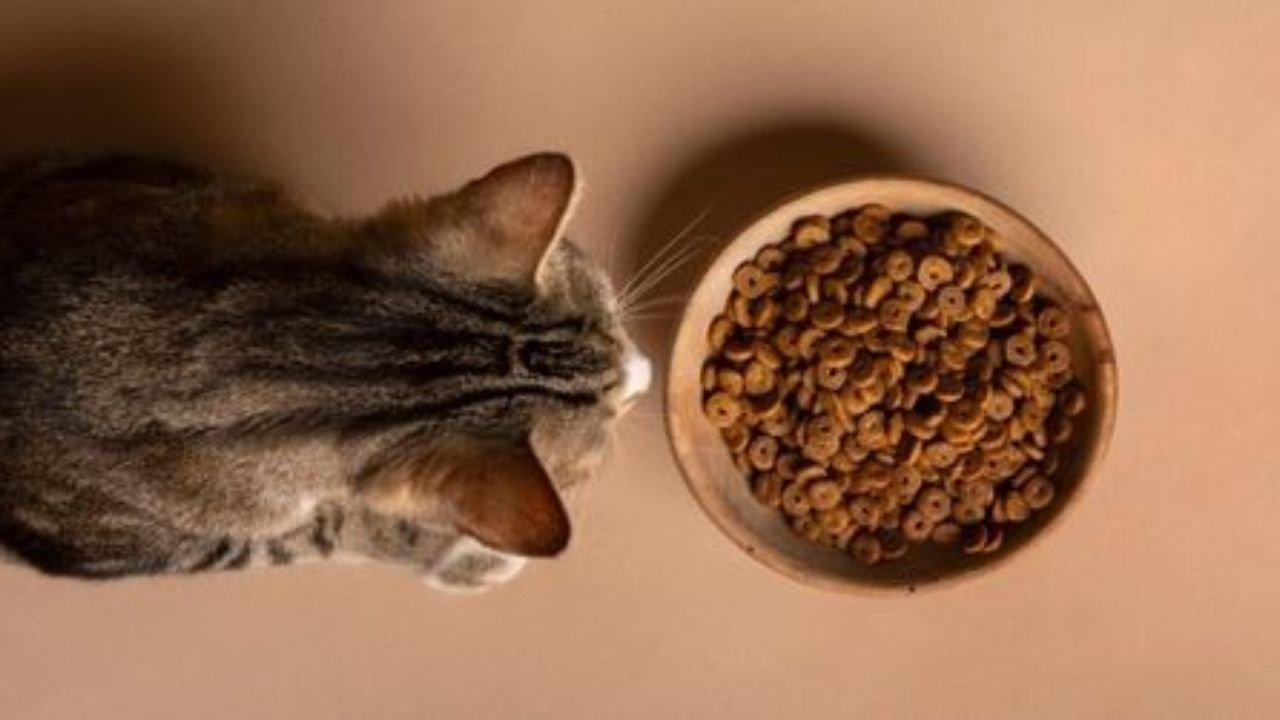 Best Wet Cat Food for Kittens 2025