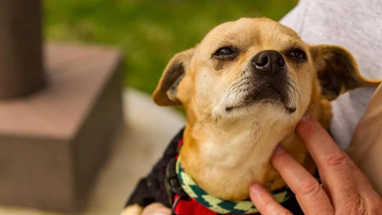 Boston Terrier Mix Chihuahua