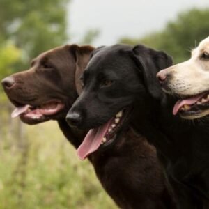 labrador dog Breeds