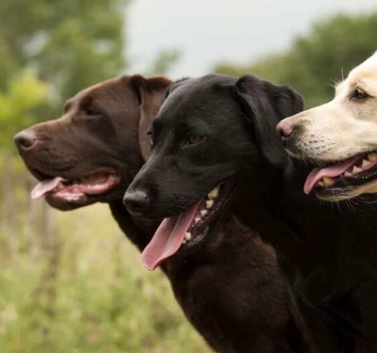 labrador dog Breeds