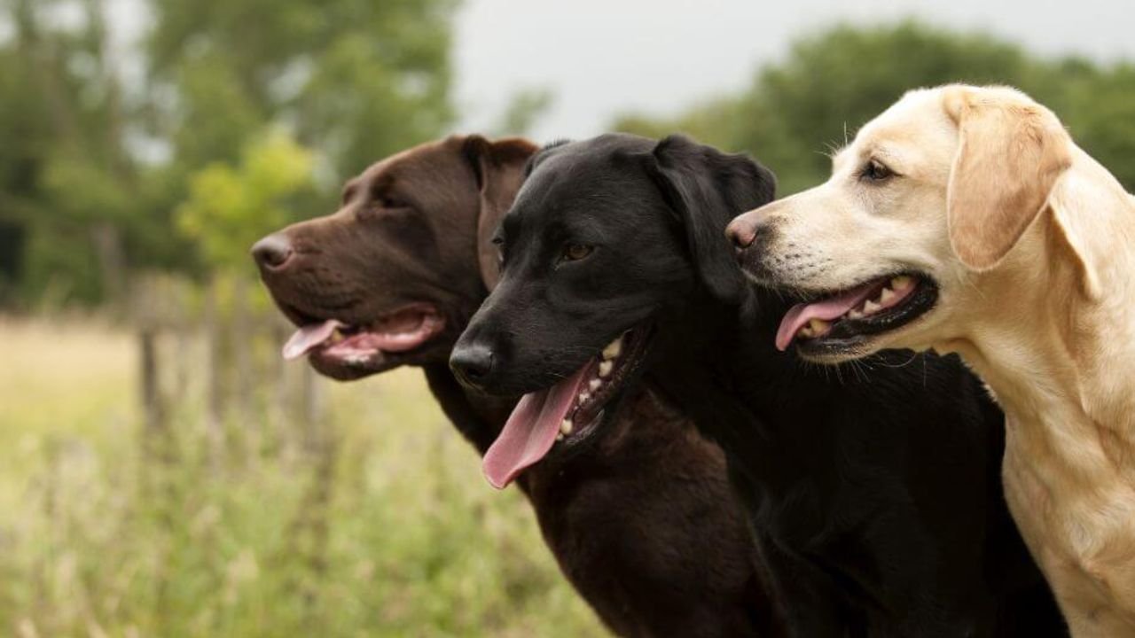 labrador dog Breeds