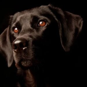 Can Dogs See in the Dark