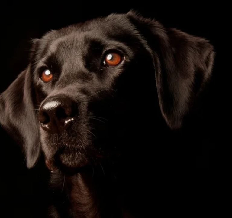 Can Dogs See in the Dark