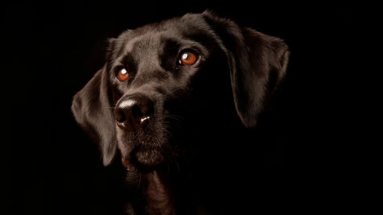 Can Dogs See in the Dark