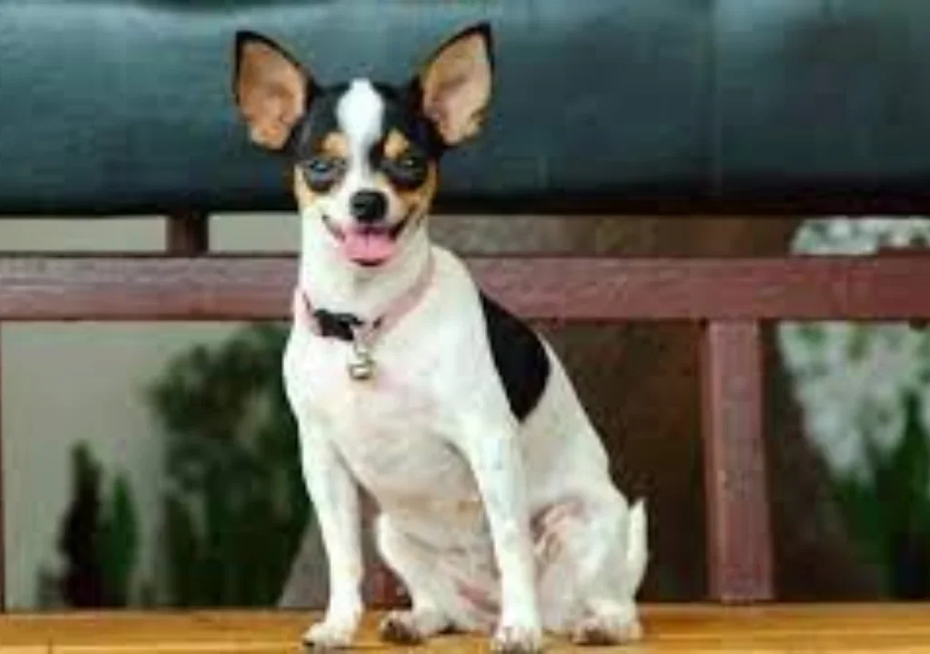 Chihuahua Mix with Rat Terrier