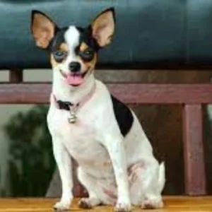 Chihuahua Mix with Rat Terrier