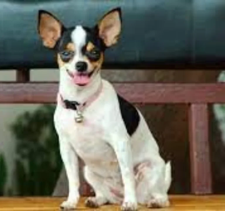 Chihuahua Mix with Rat Terrier