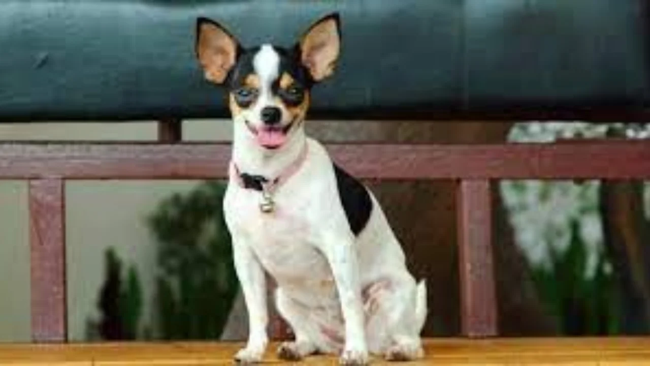 Chihuahua Mix with Rat Terrier