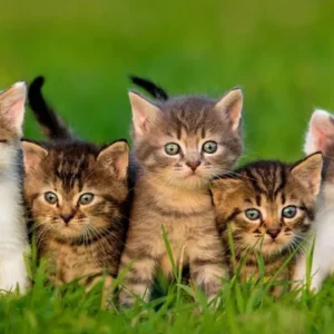 Different Domestic Cat Breeds