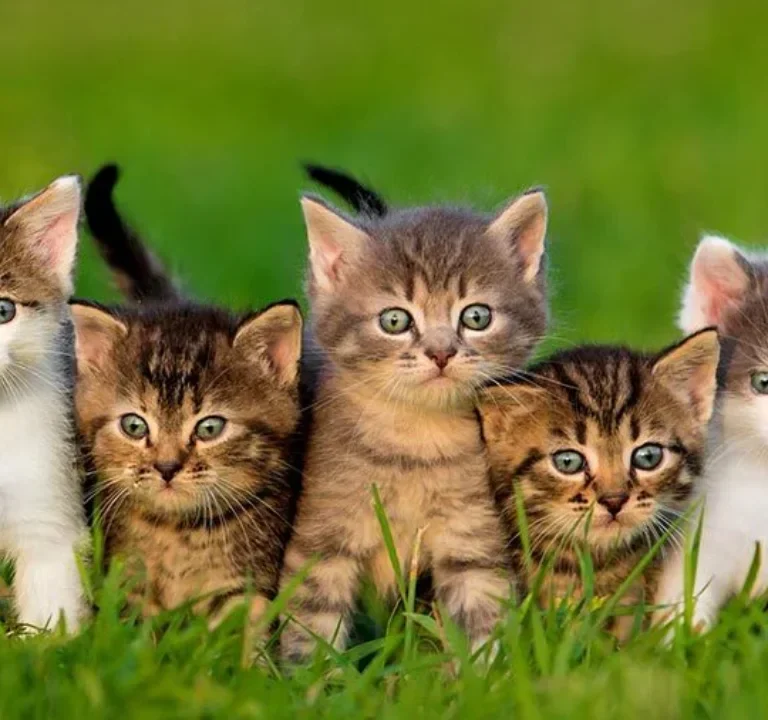 Different Domestic Cat Breeds