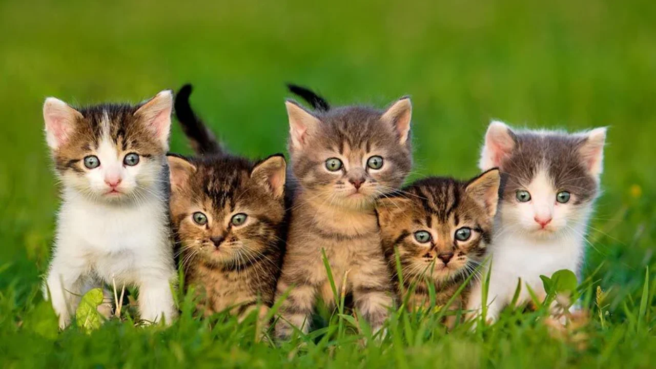 Different Domestic Cat Breeds