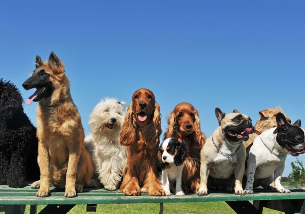 Dog Breeds in Texas