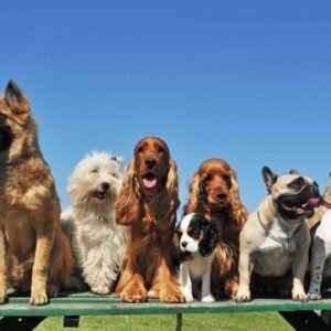 Dog Breeds in Texas
