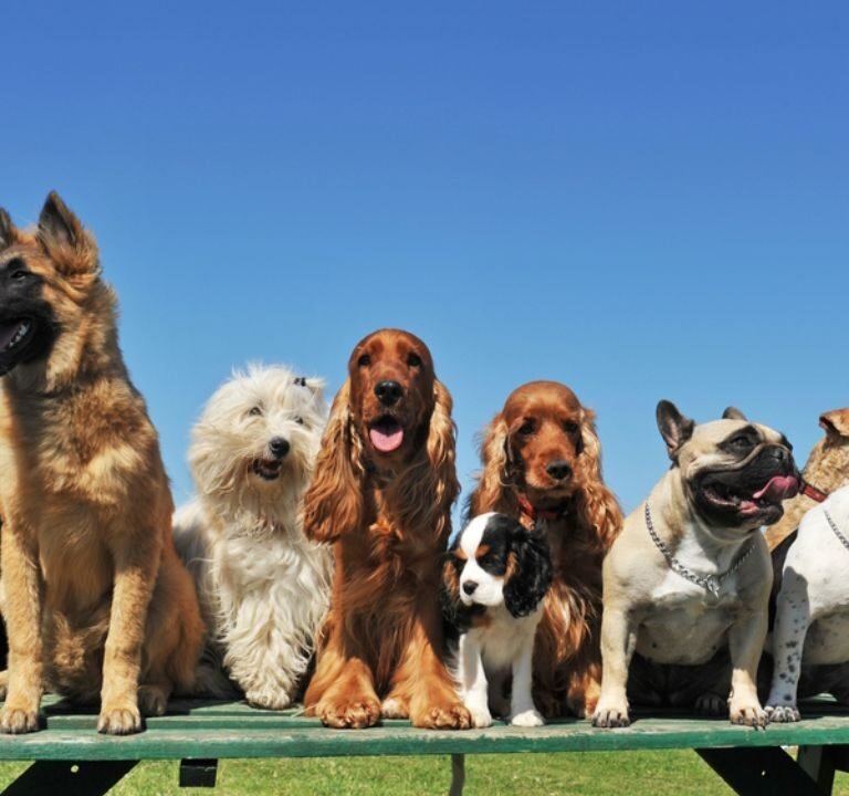Dog Breeds in Texas