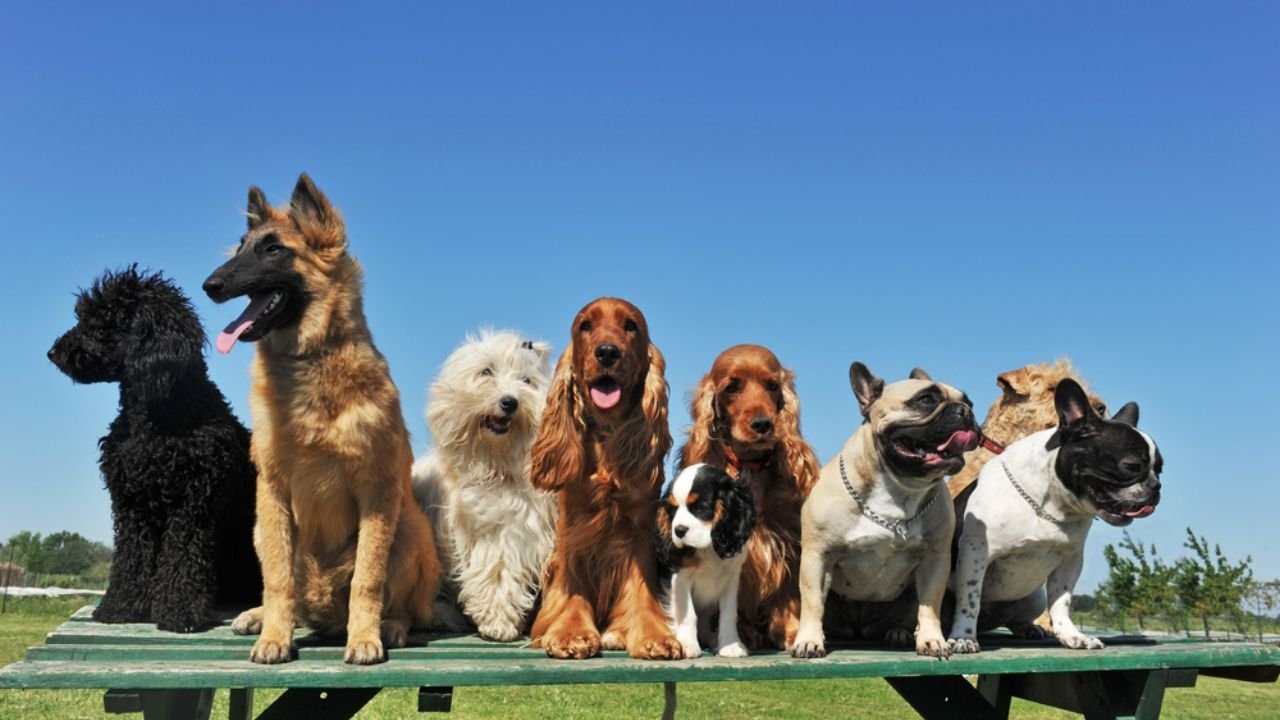 Dog Breeds in Texas