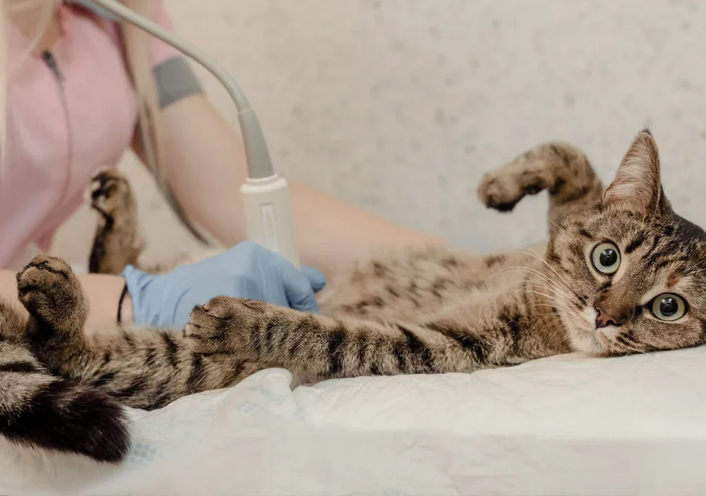 Female Cat Neutering