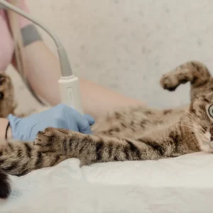 Female Cat Neutering