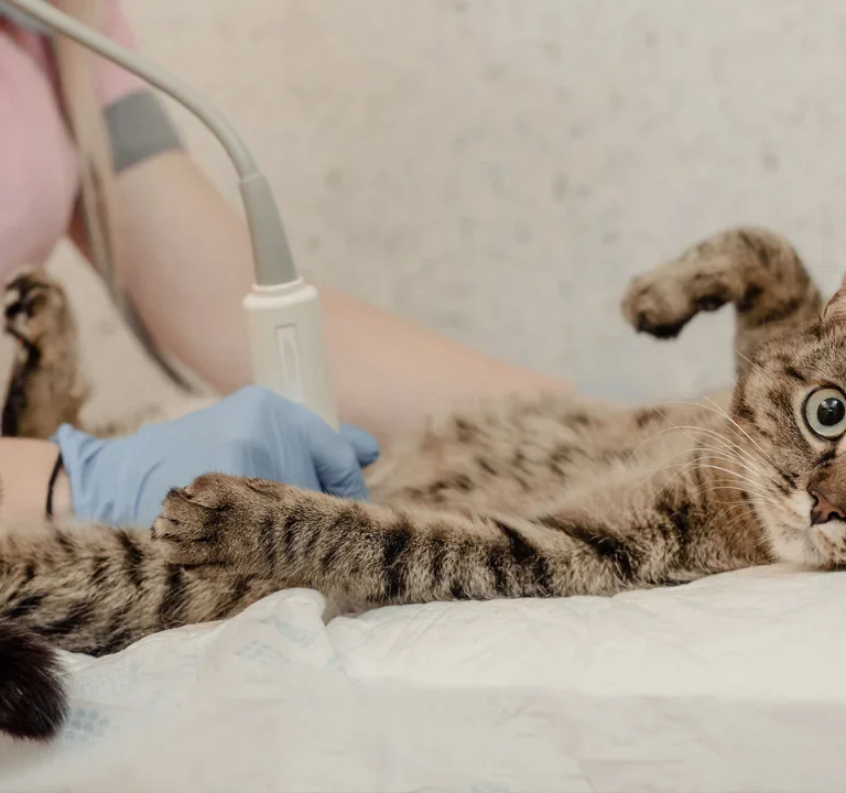 Female Cat Neutering