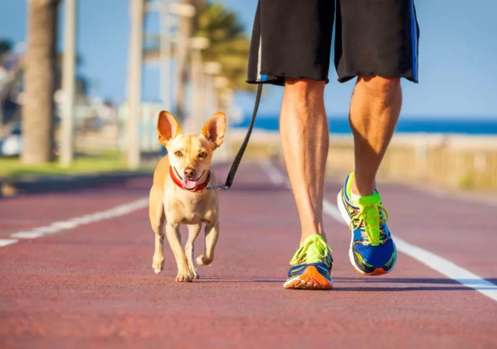 Find a Dog Walker
