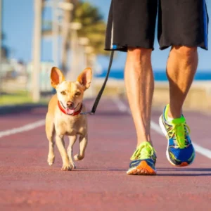 Find a Dog Walker